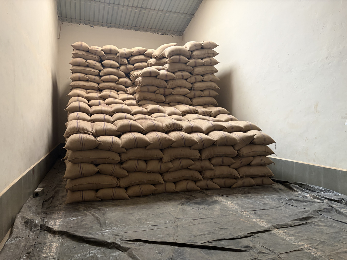 保管された種子